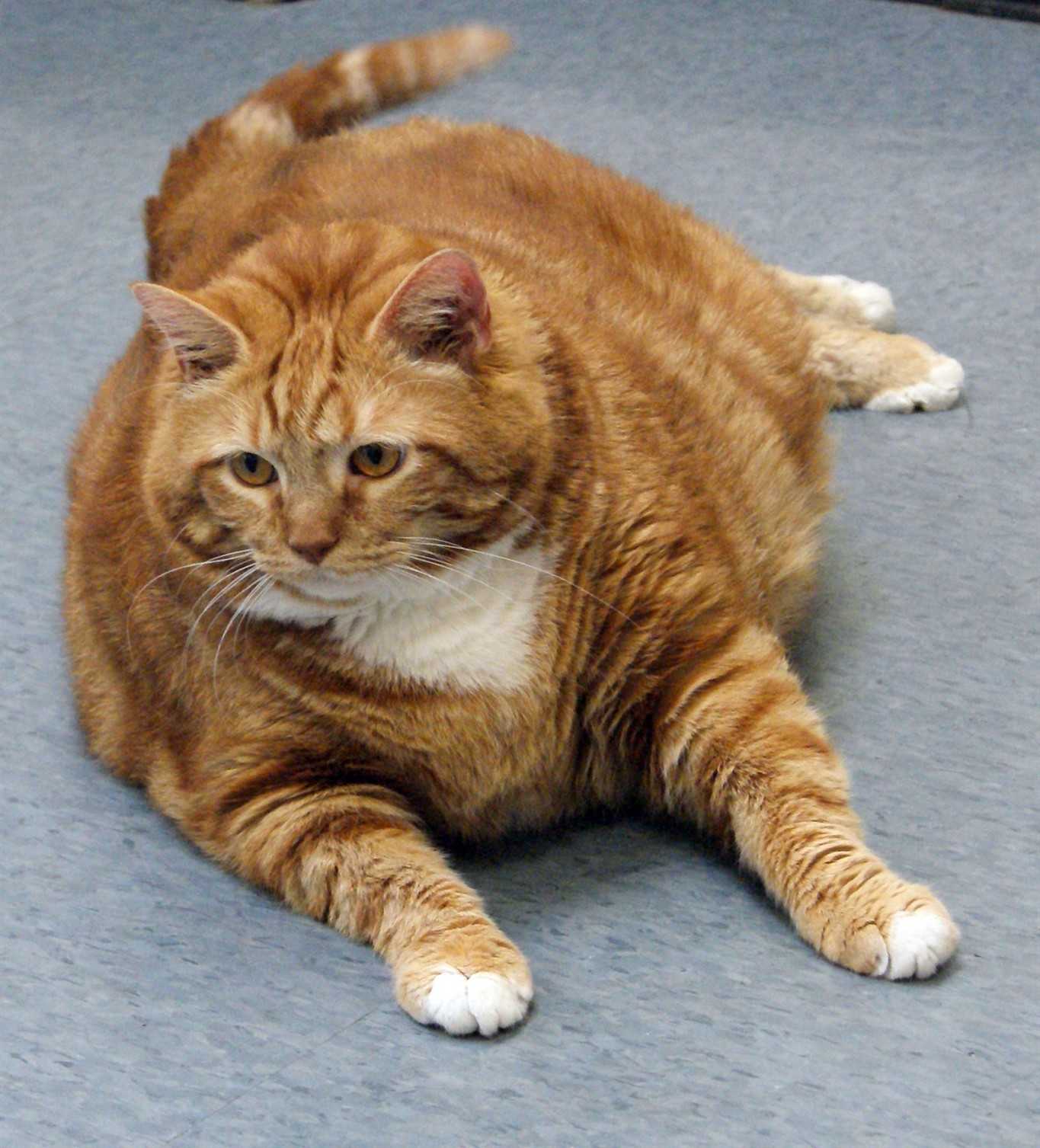 Former 41-pound fat cat in Texas slims down to 19 pounds, gets closer to &a...