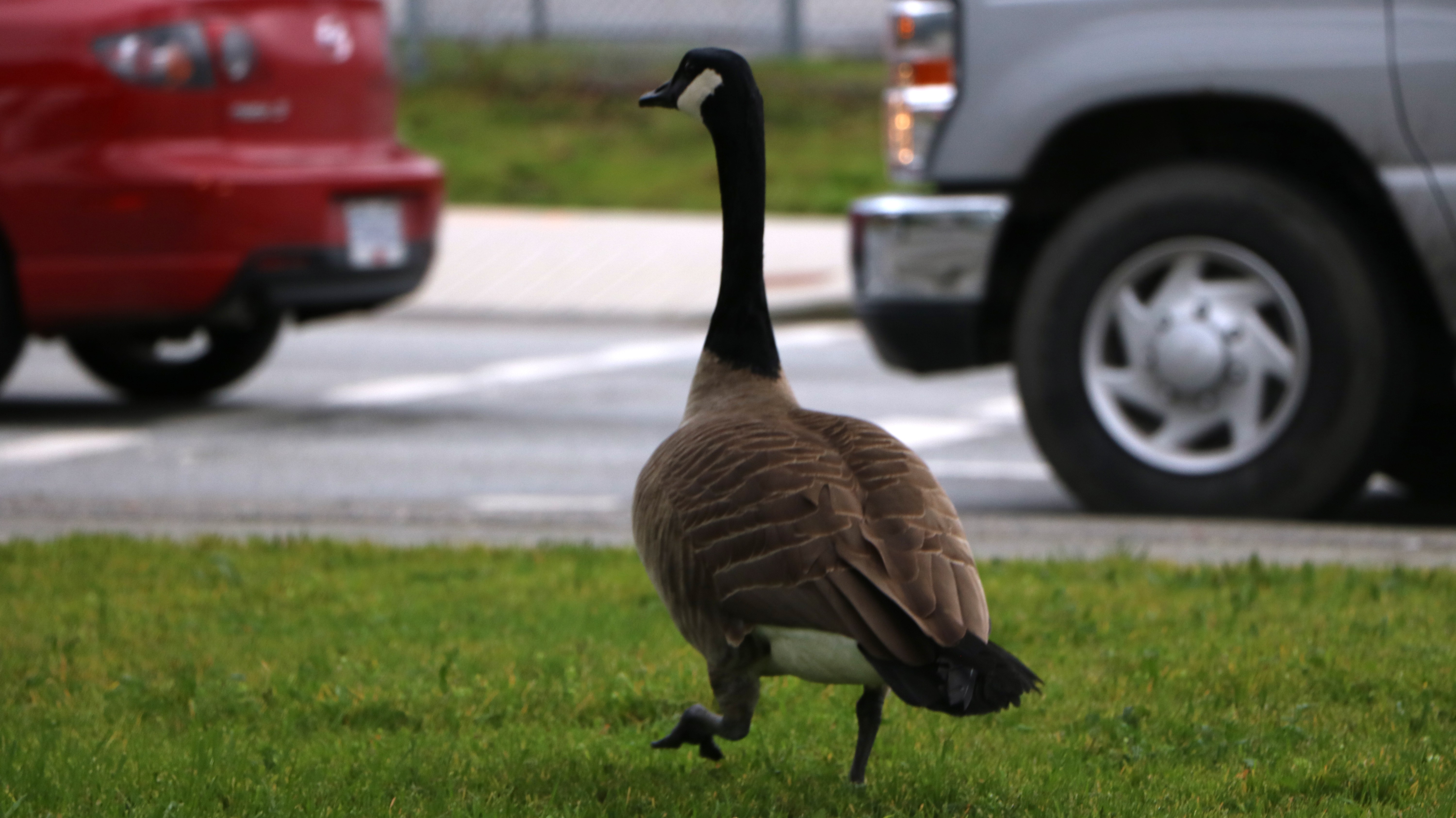 Canada goose