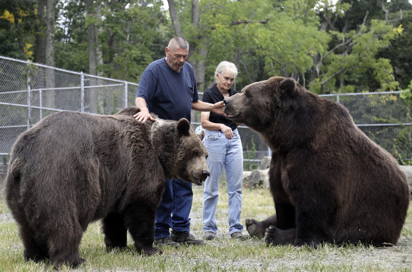 Самая большая разновидность. Аляскинский бурый медведь Кадьяк. Медведь Кадьяк и Короткомордый. Медведь Кадьяк самый большой в мире.