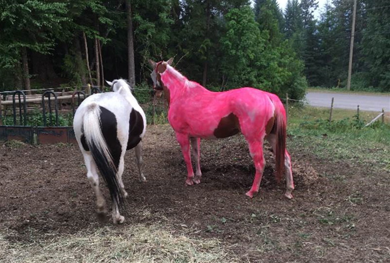 Розовая лошадь. Лошадка розовый. Лошадь настоящая. Лошадь розового цвета. Розовые кони видео