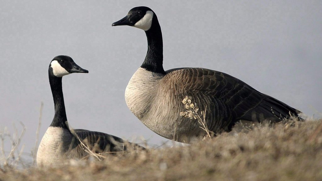 Canada goose hotsell vancouver 2018