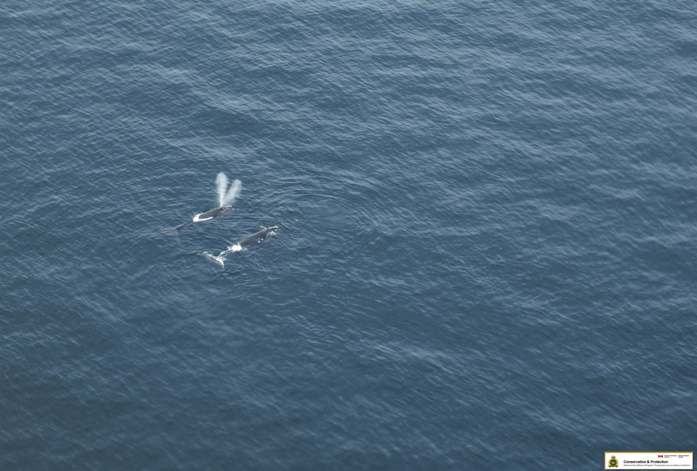 Frustration mounts in Gulf lobster fishery over right whale closures ...