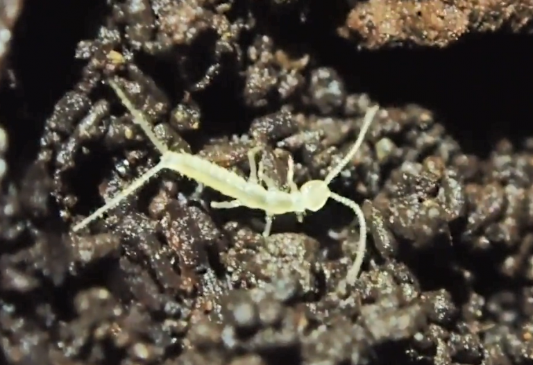 Newly discovered insect found in B.C. caves could be a survivor from ...
