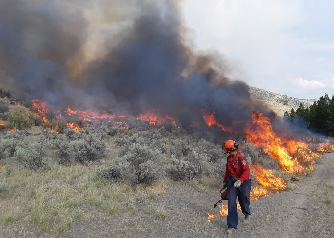 Planned ignitions guide the Eagle Bluff fire south, away from