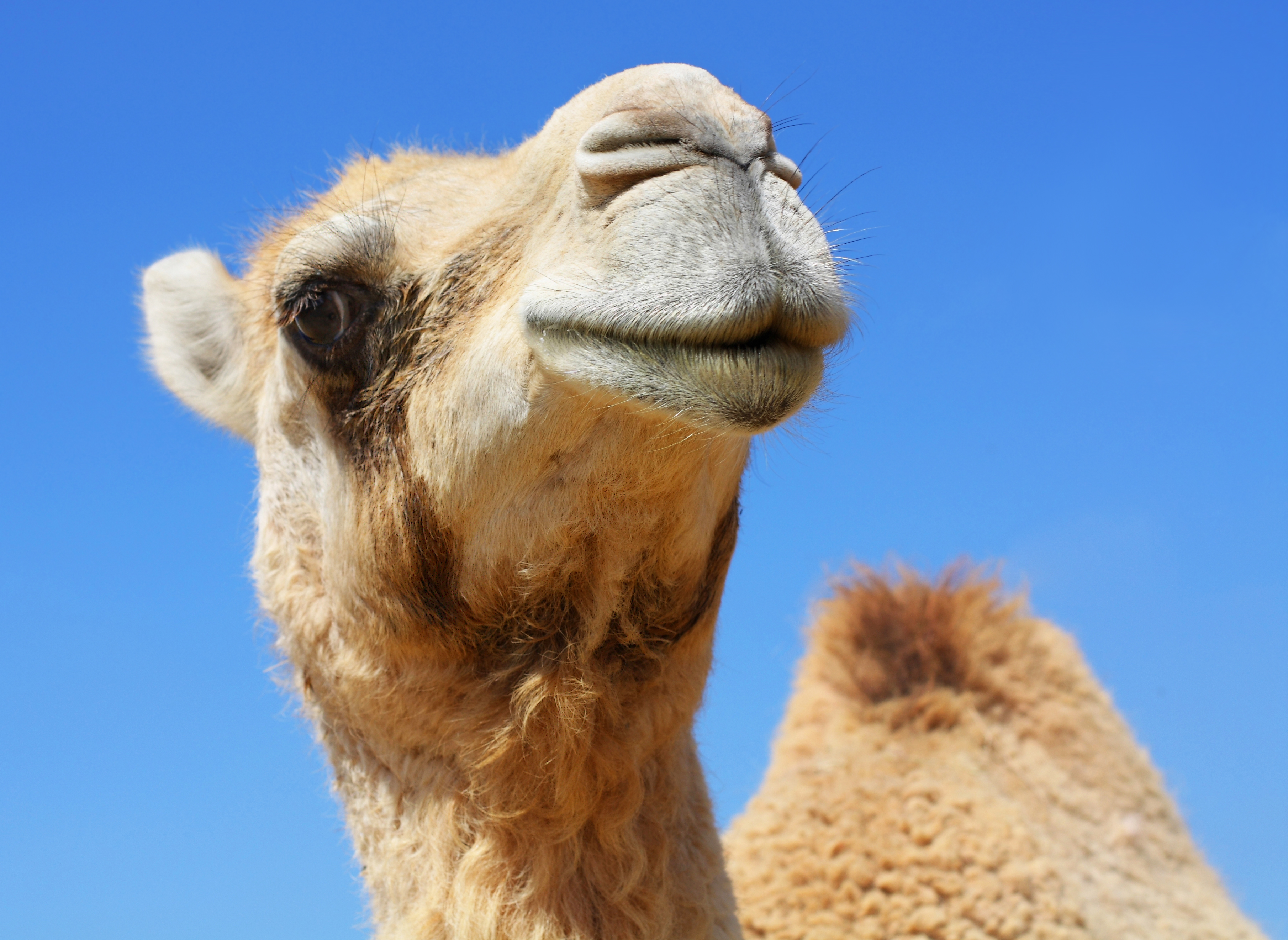 Dozens of camels barred from Saudi beauty contest over Botox.