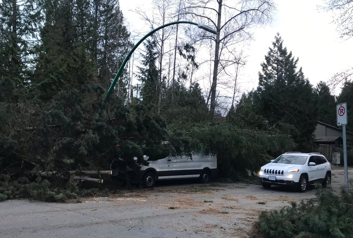 Strong Winds Topple Trees Knock Out Power To Thousands In Lower