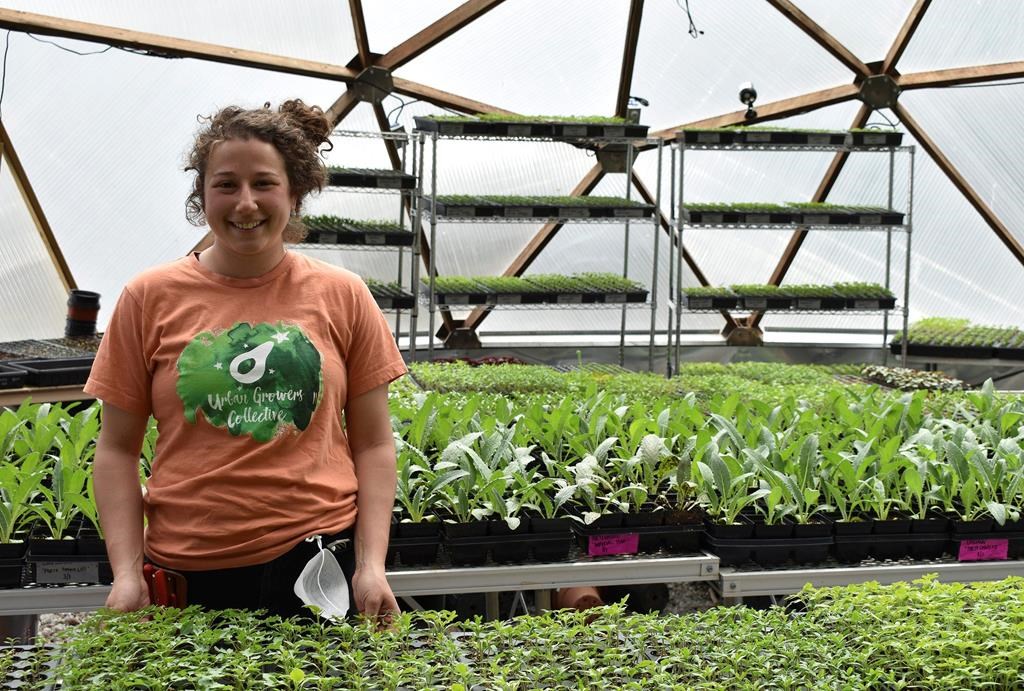 A century later, victory gardens connect Americans again | CityNews ...