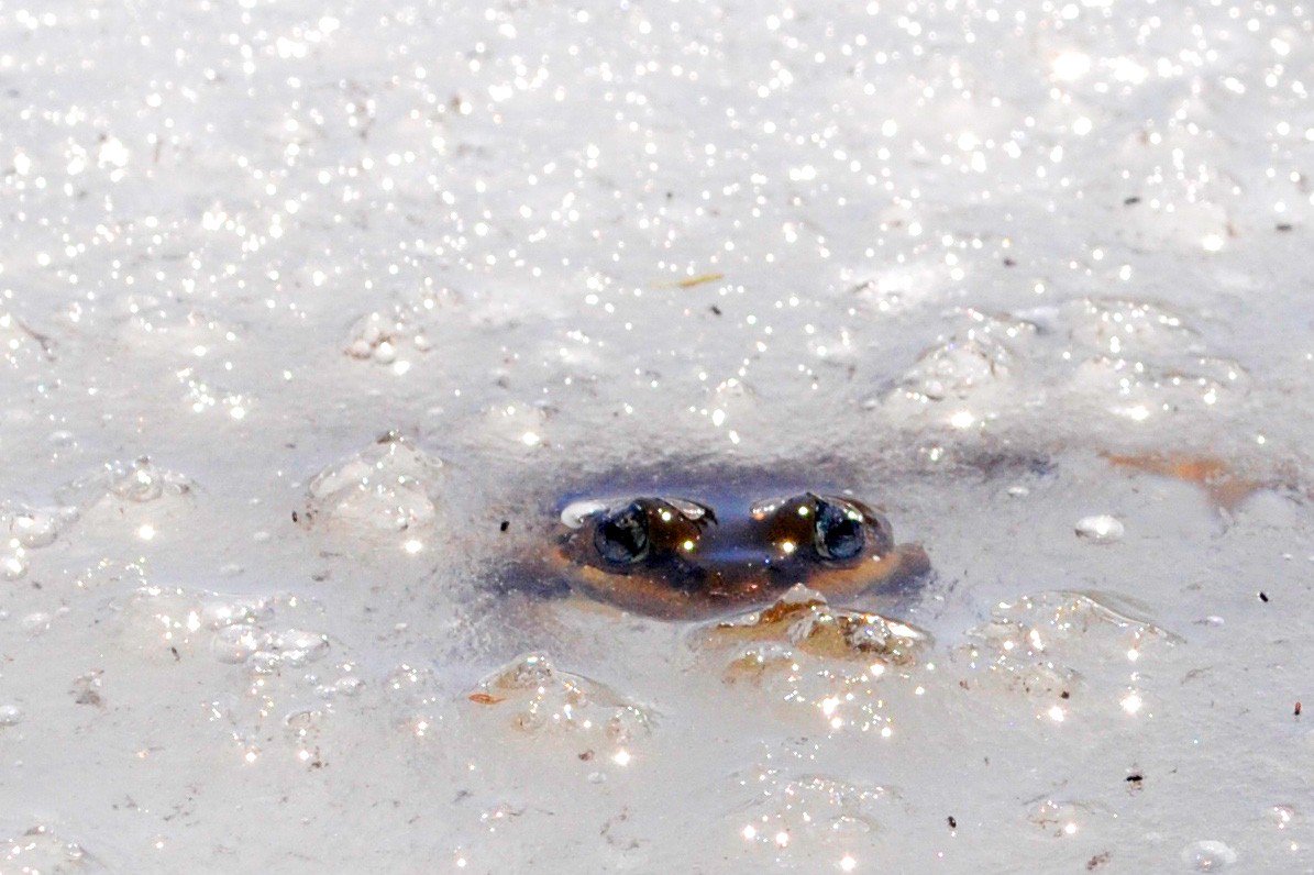 Climate change causing dehydration in frogs, other amphibians, SFU