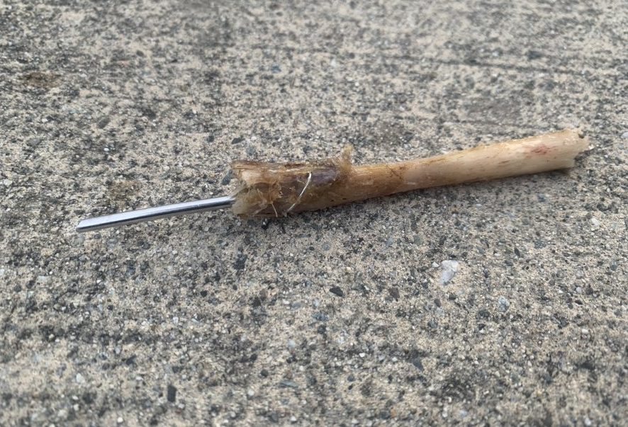 Bone with metal spike found by Burnaby dog walker 'likely the remains ...