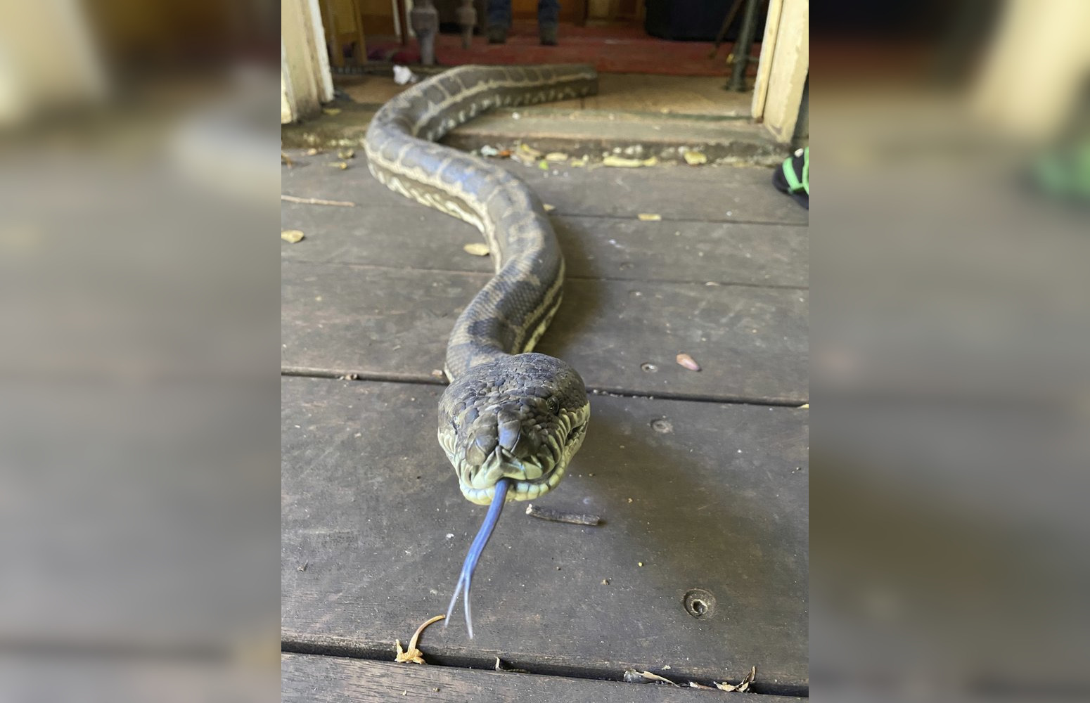 2 pythons weighing 100 pounds collapse Australian ceiling | CityNews ...