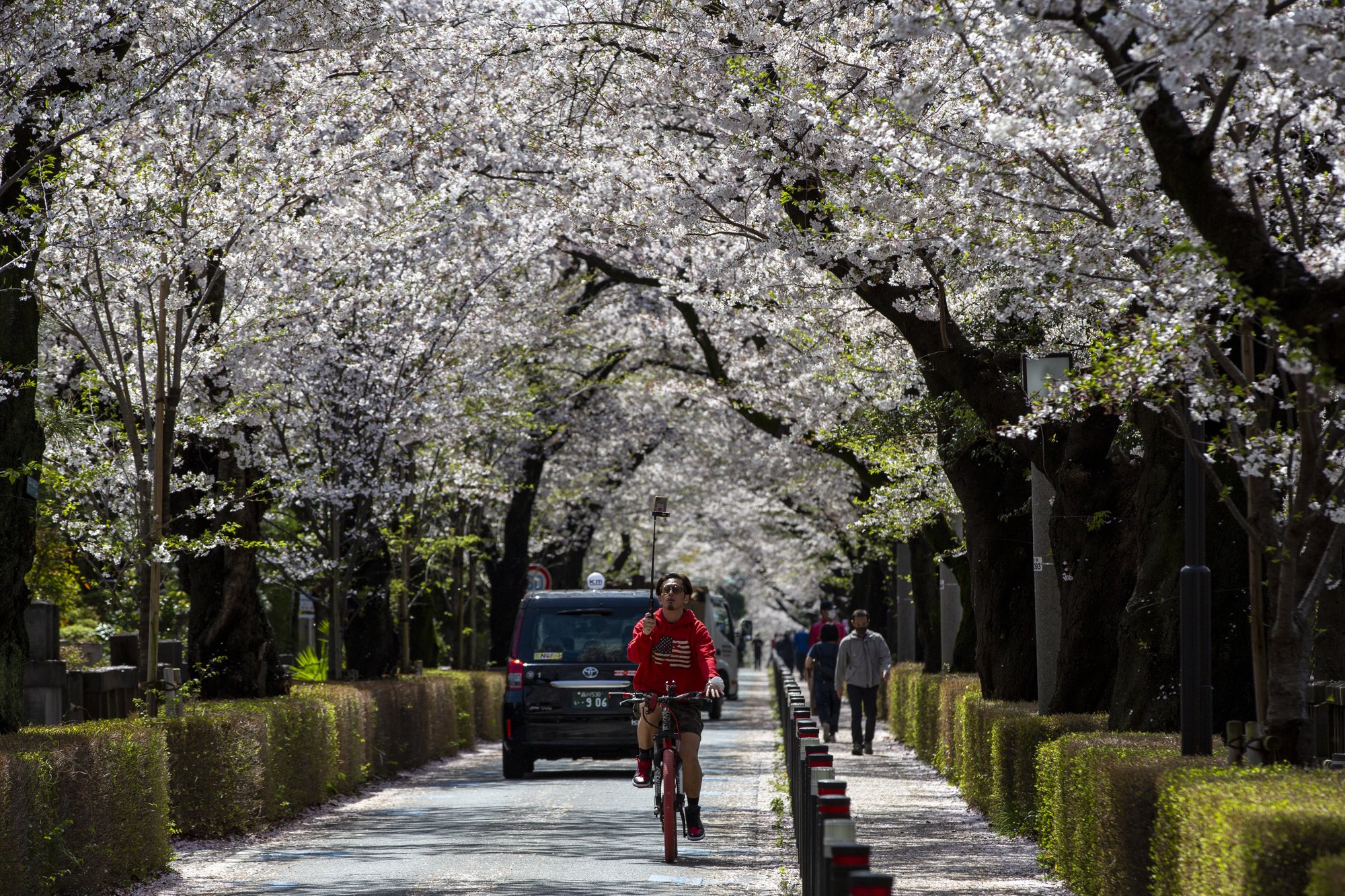 A person films a video with his phone on a selfie stick while riding a bicycle under a canopy of cherry blossoms Monday, March 29, 2021, in Tokyo