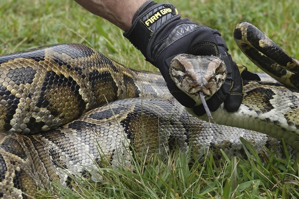 Hunt is on for Burmese pythons, Florida natives' arch-enemy | CityNews ...