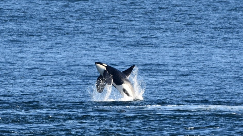 Southern resident killer whales in poor condition - Victoria Times