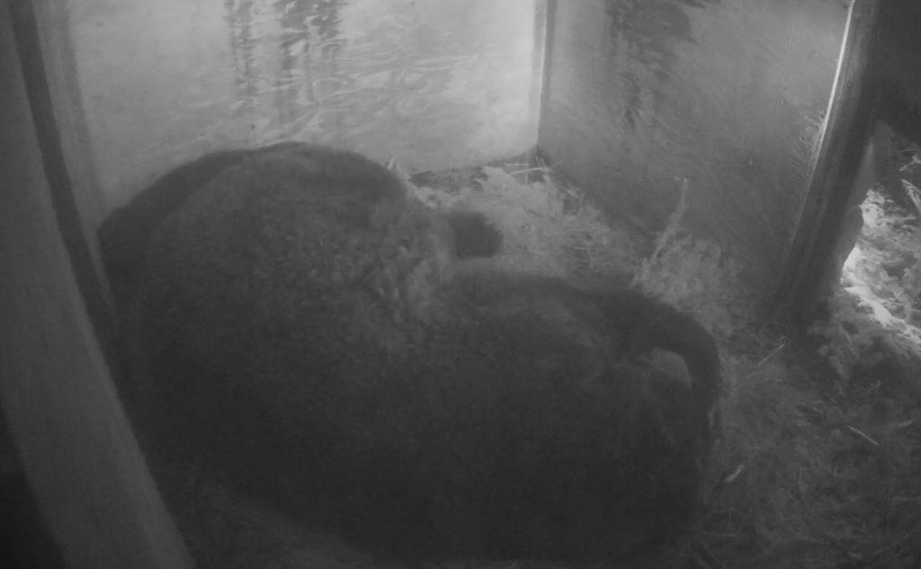 The Grouse Mountain bear camera shows a live look at the bears