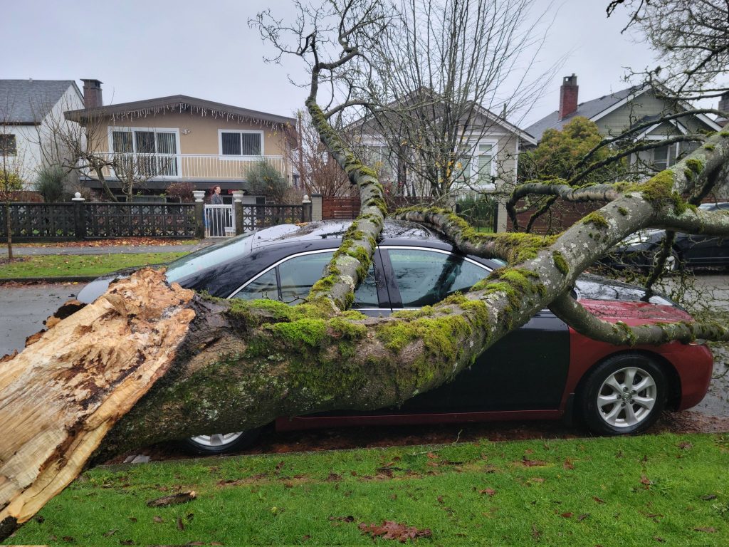 tree car storm