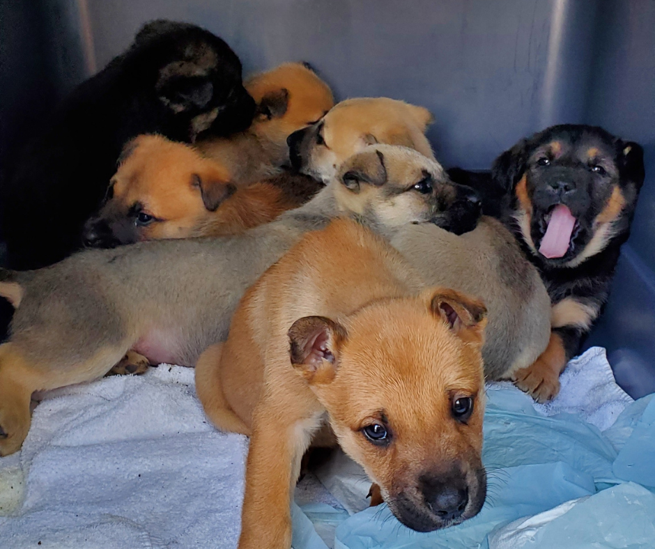 BC SPCA puppies Nine puppies are seen in a crate