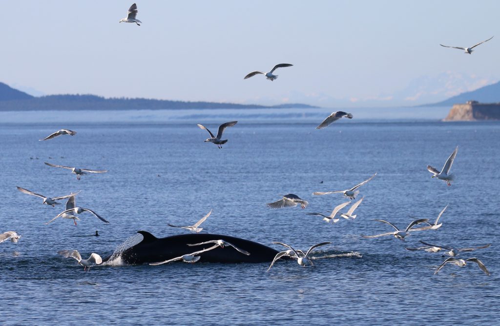 A photo of a feeding minke whale taken off the coast of Vancouver Island in 2021.