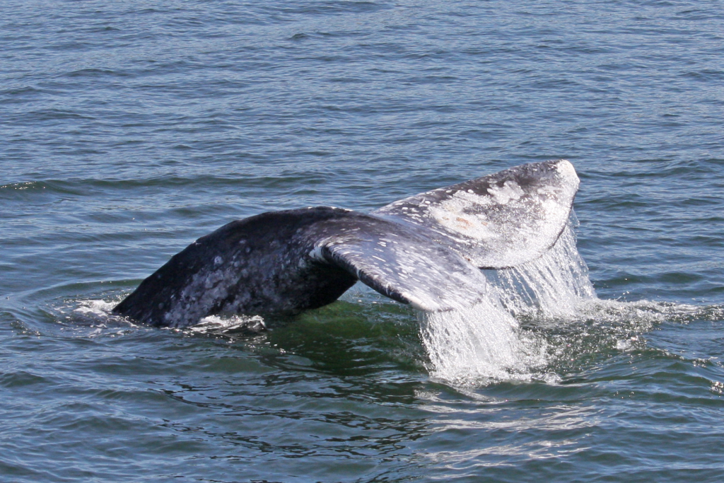 A photo of a tale from a gray whale taken off Vancouver in 2021. 