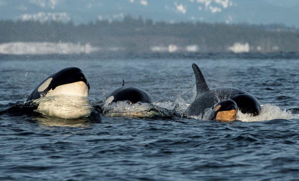 T124A7, who was spotted by PWWA member companies near Victoria on New Year’s Eve. in the Salish Sea