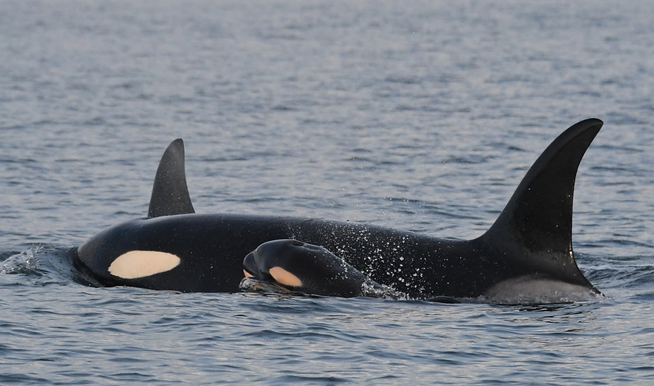 Two Southern Resident Killer whales are seen swimming in the open water, a baby swimming closely along with them. You can see the orcas' iconic white eye patch, as well as their dorsal fins poking out of the water