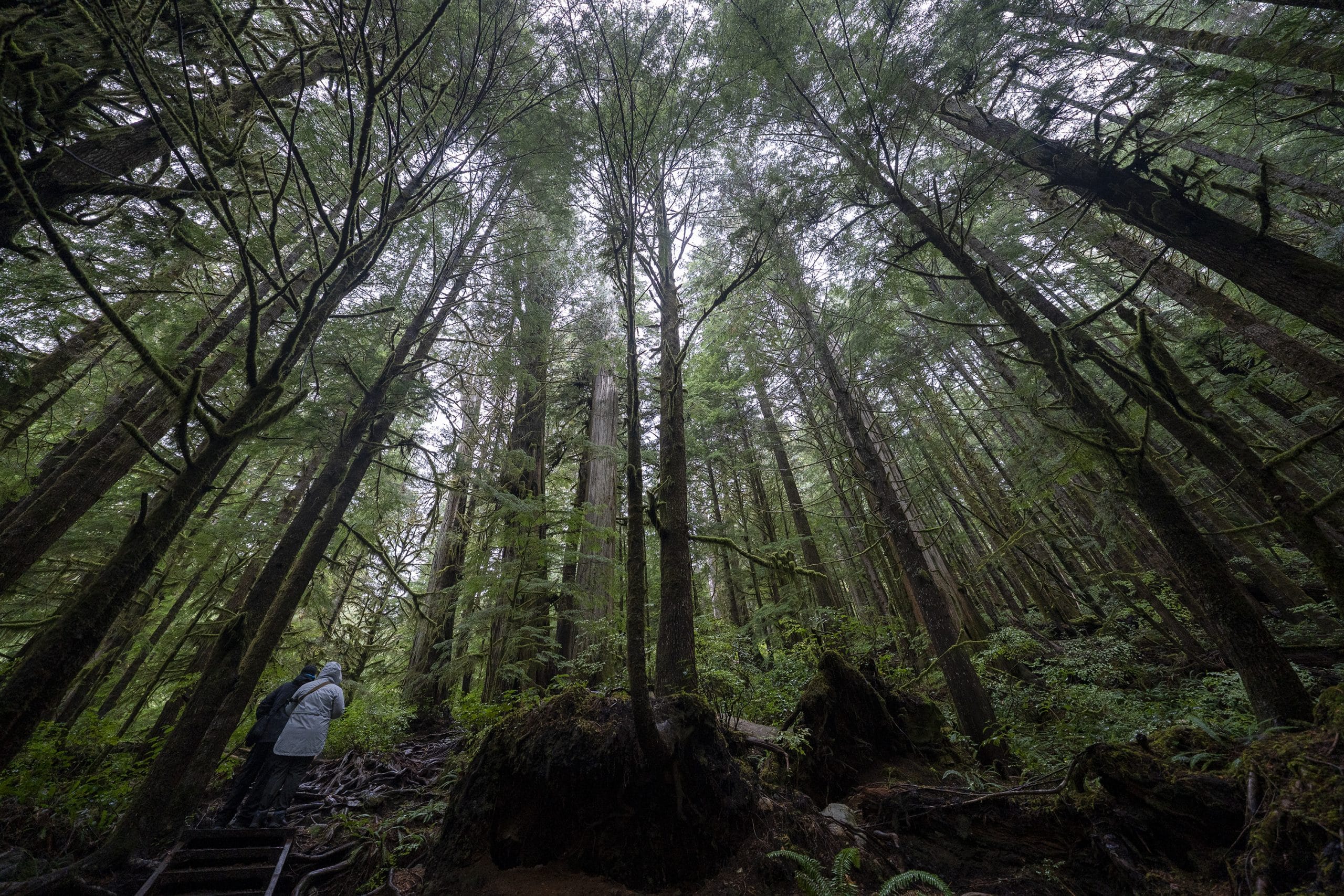 B.C. government plans to further protect old growth