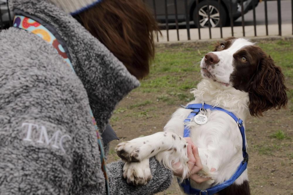 English springer spaniel dog English springer spaniel dog