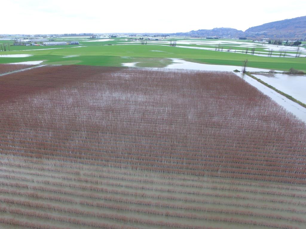 A blueberry field in the Sumas Prairie region