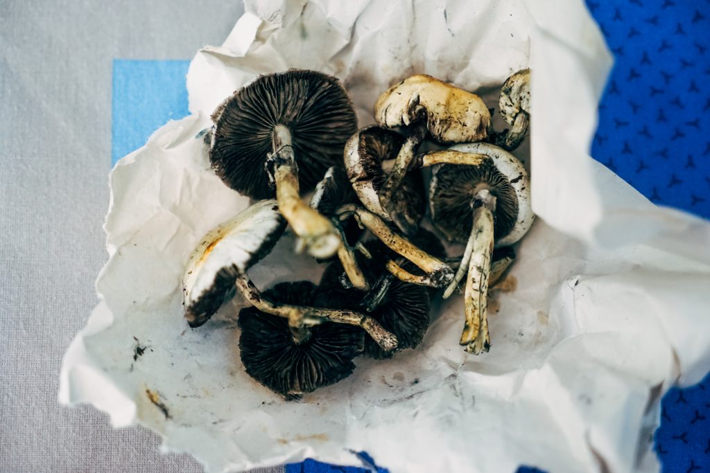 Psilocybe cubensis, magic mushrooms (iStock Image)