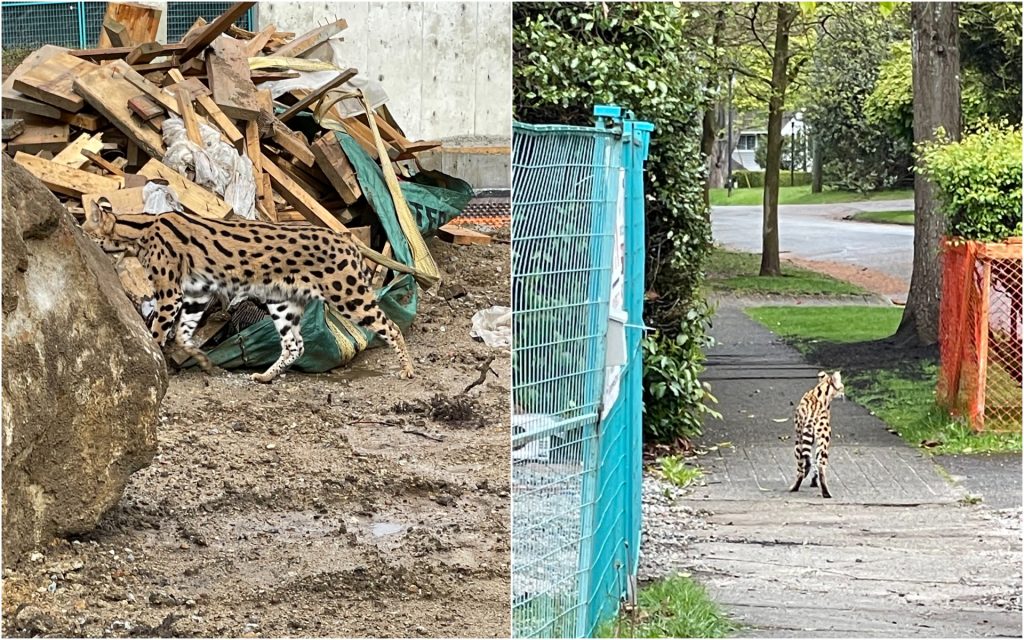A savannah cat in Vancouver's Shaughnessy neighbourhood