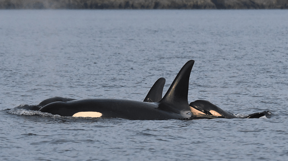 A group of Southern Resident killer whales, including a baby orca, swims in open waters