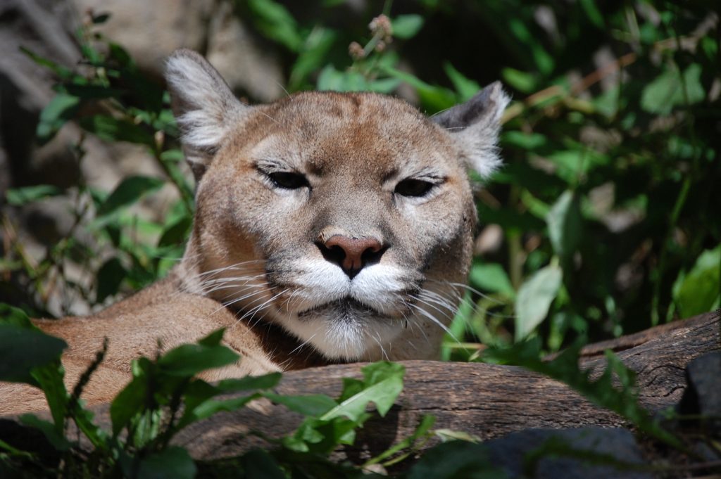 A cougar looks into the camera while it rests on a tree branch in a forest.