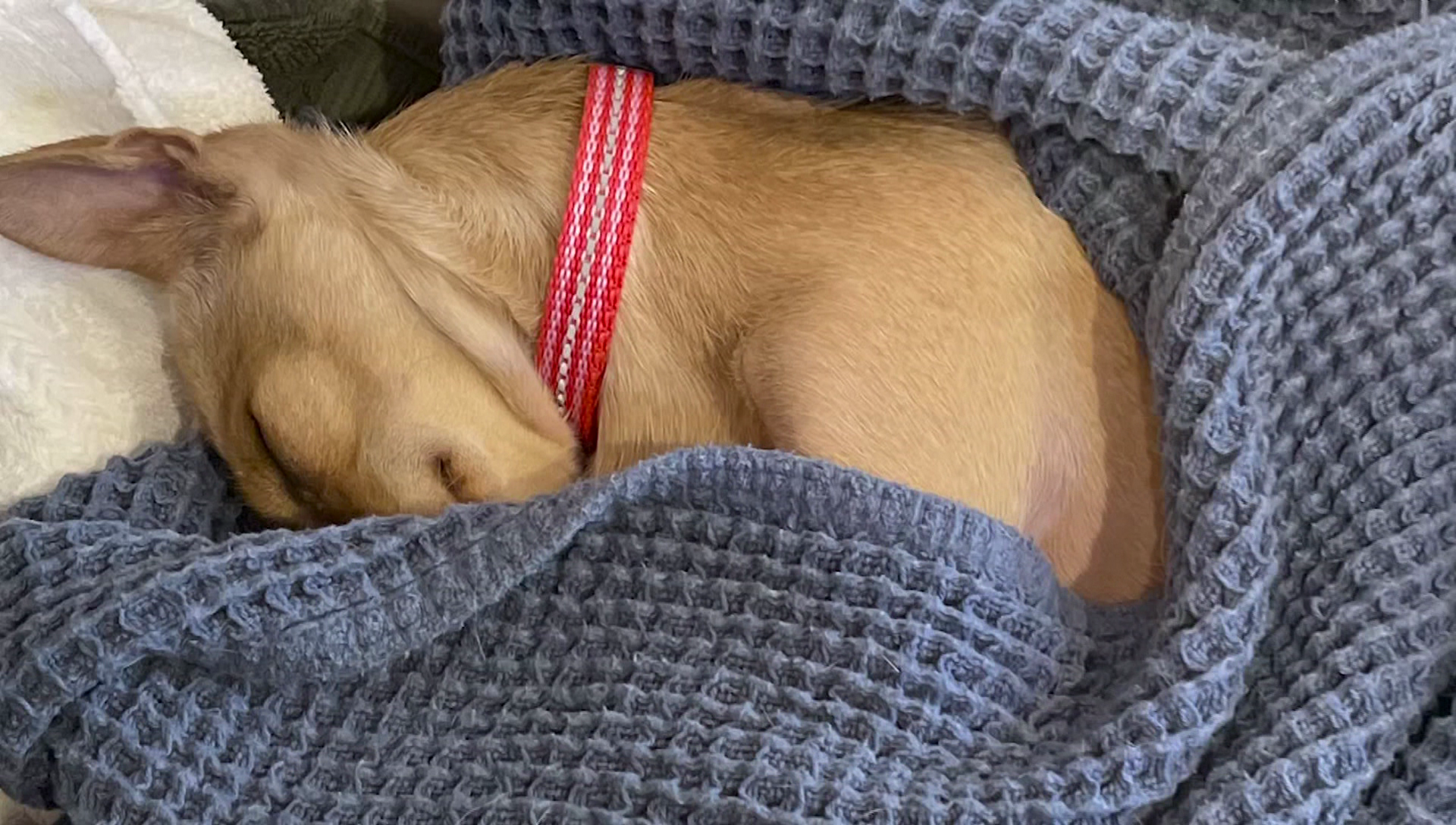 A light brown dog wearing a red collar sleeps curled up in a blue towel