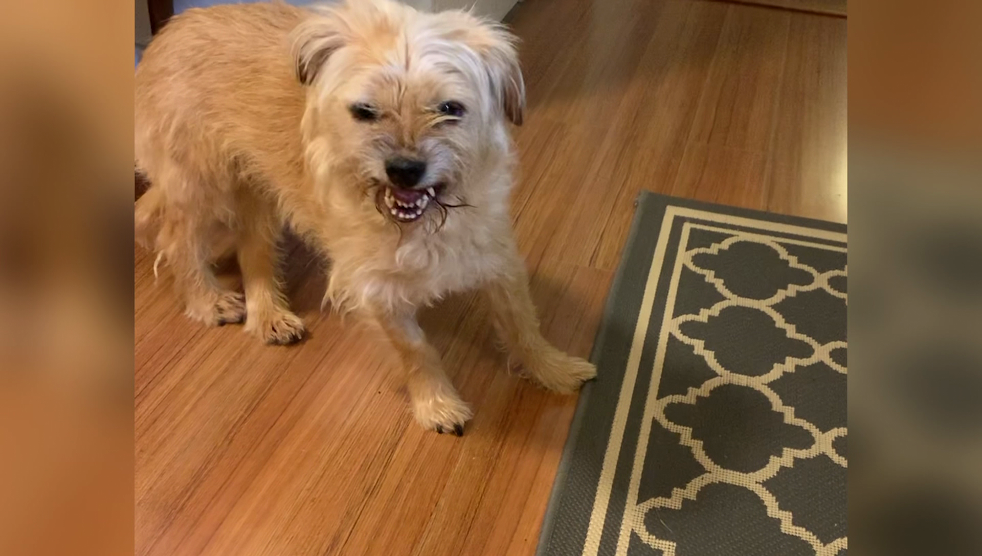 A beige, scruffy dog stands with its mouth open on a hardwood floor