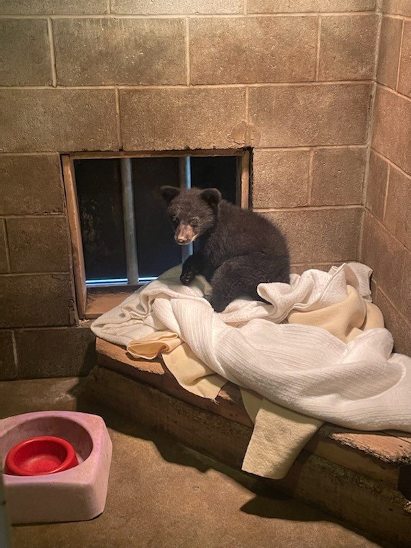 A baby bear on a blanket is getting checked out by the experts at a Vancouver Island wildlife rehab centre. 