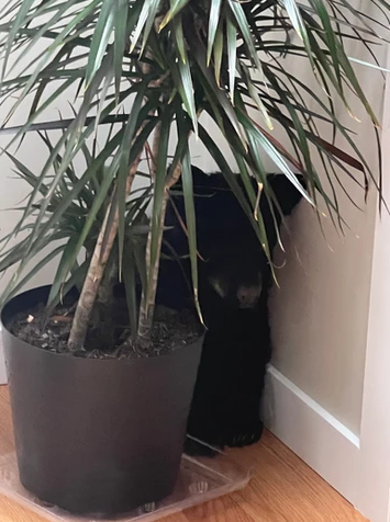 A little bear on Vancouver Island was discovered hiding behind a potted plant. A bit scared, but not hurt. (Credit: niwra.org)