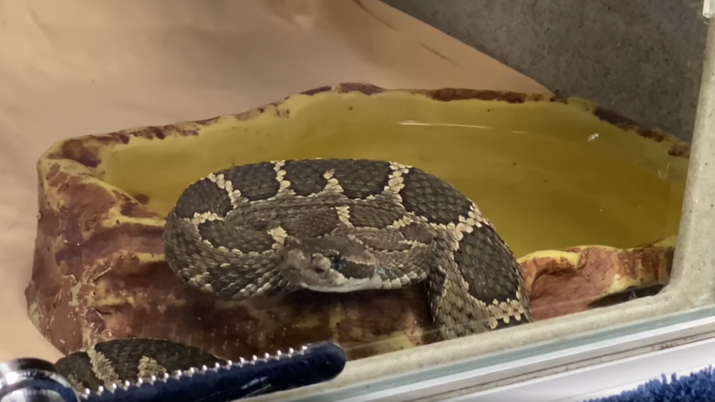 A rattlesnake is curled up near a glass pane in an enclosure