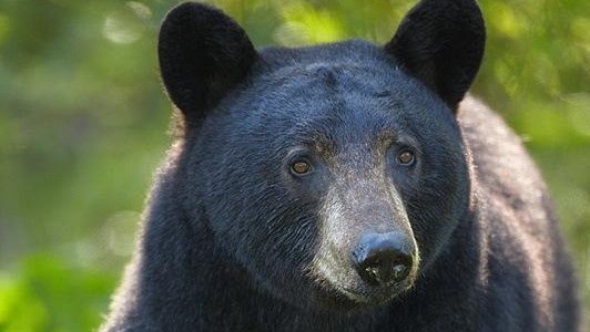 Senior attacked by bear at West Vancouver home