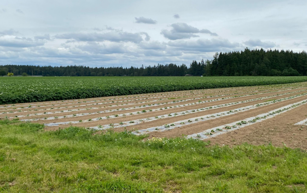 Lines of potato plants in a field at a B.C. farm