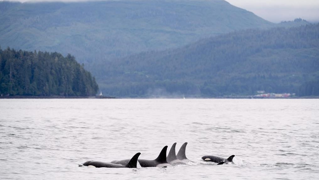 A pod of Southern Resident killer whales swims in waters surrounded by mountains