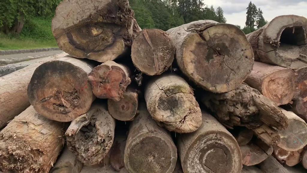 Vancouver beach logs