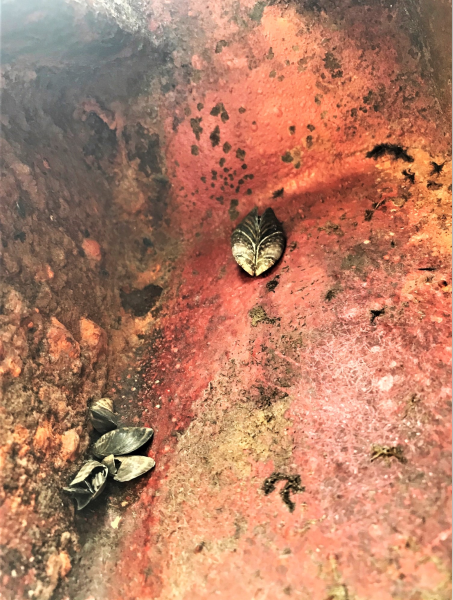 Invasive mussels Invasive mussels