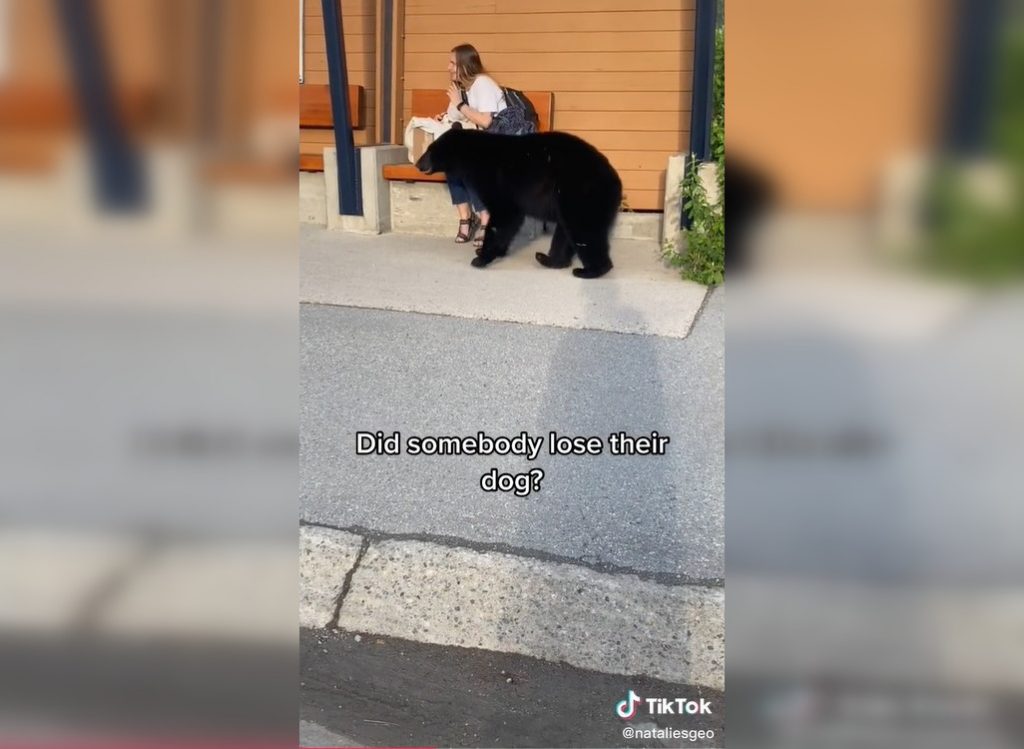 Black bear in Whistler