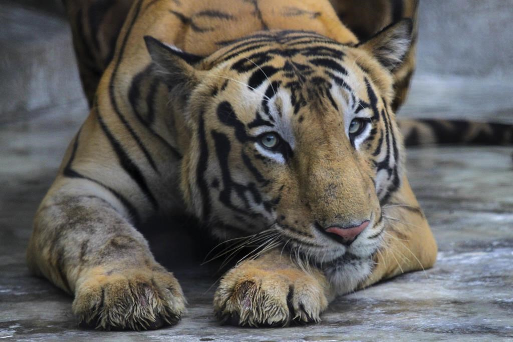 A tiger laying down on the ground with its head rested on its left front leg