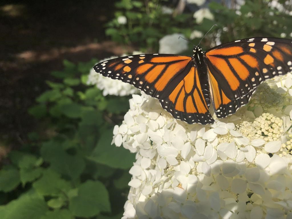 Monarch Butterfly Endangered? – Roger's Gardens