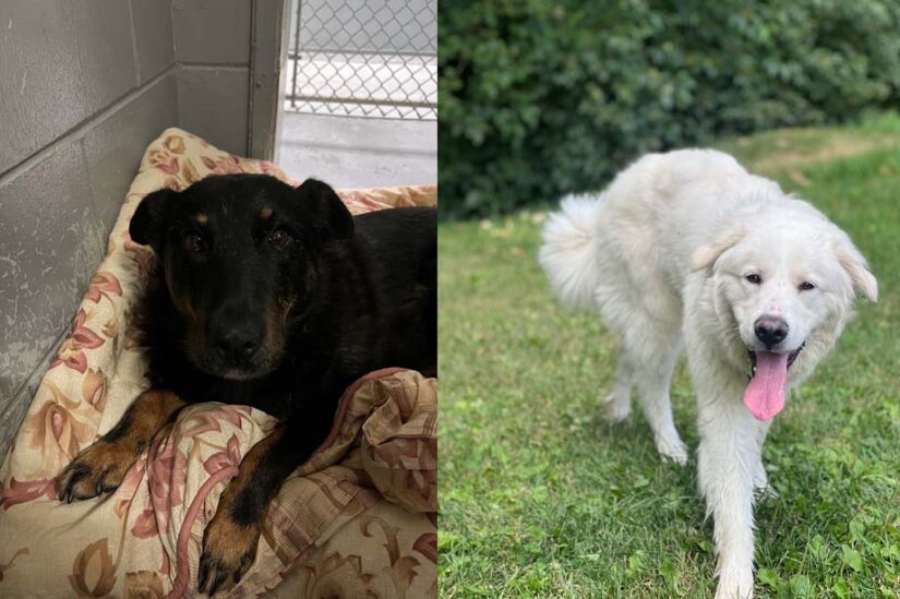 bc spca missing dogs