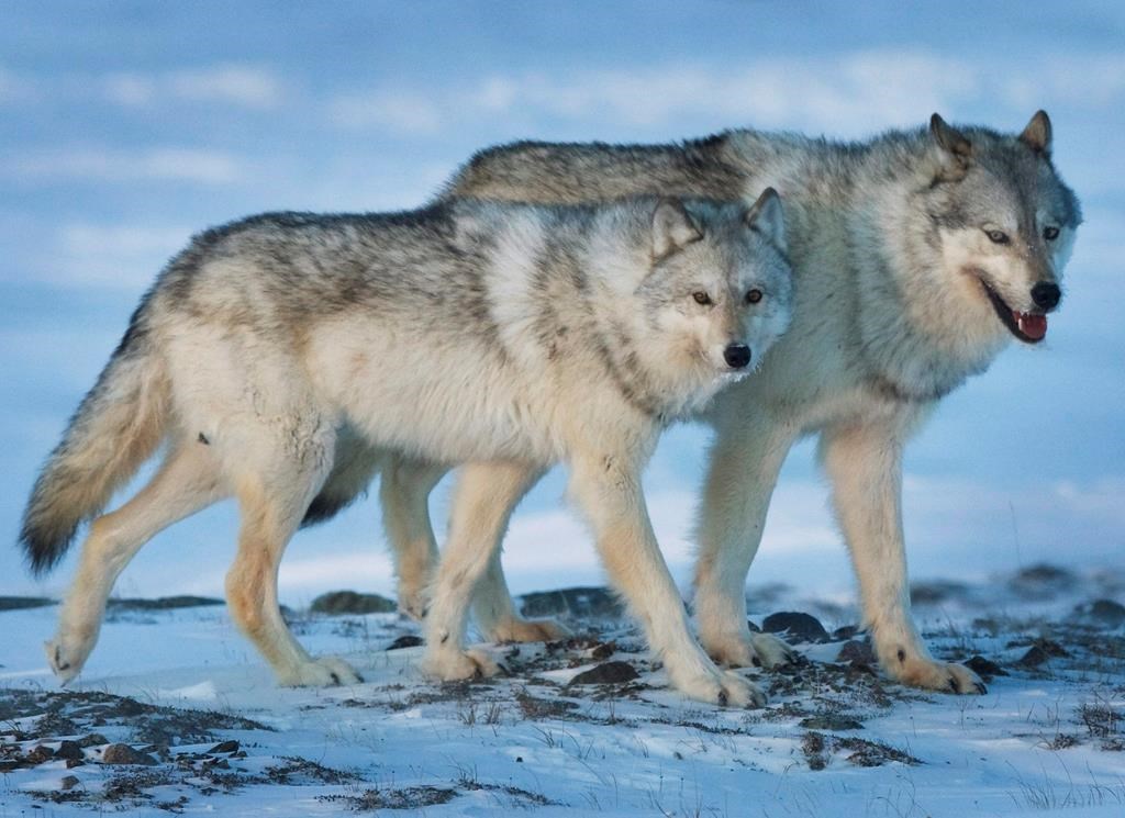 A female wolf, left, and male wolf roam the tundra
