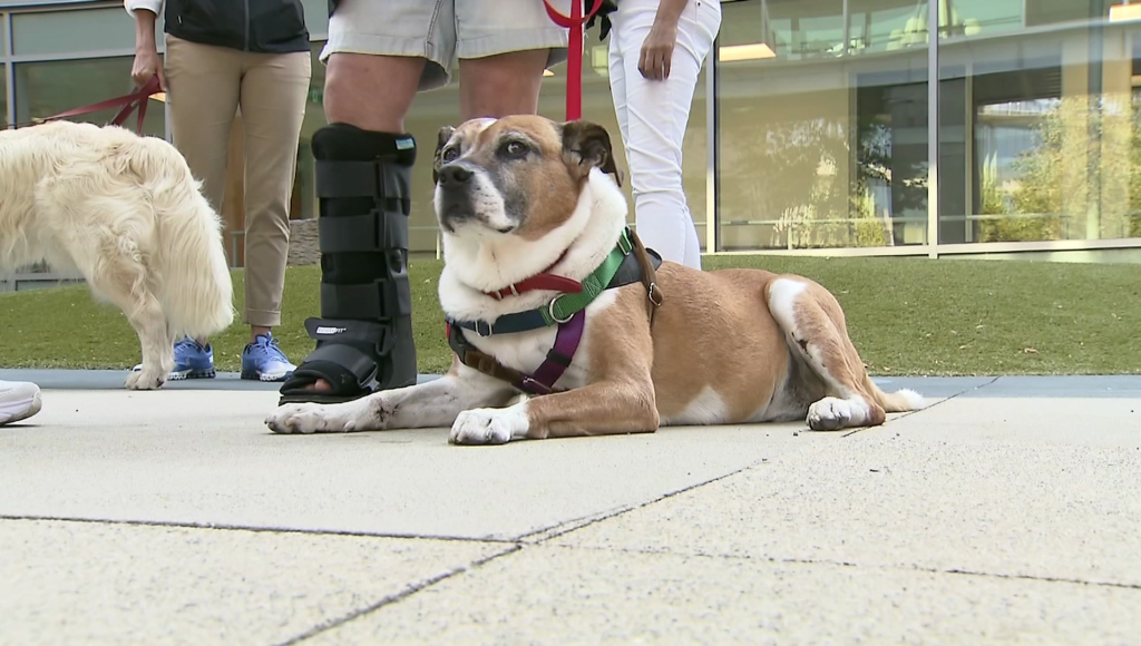 Dog Dogs Therapy BC Children's Hospital B.C. Childrens Nurse