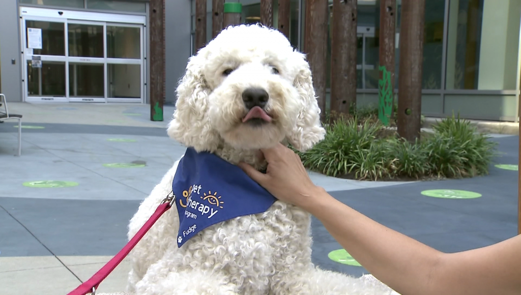 Dog Dogs Therapy BC Children's Hospital B.C. Childrens Nurse