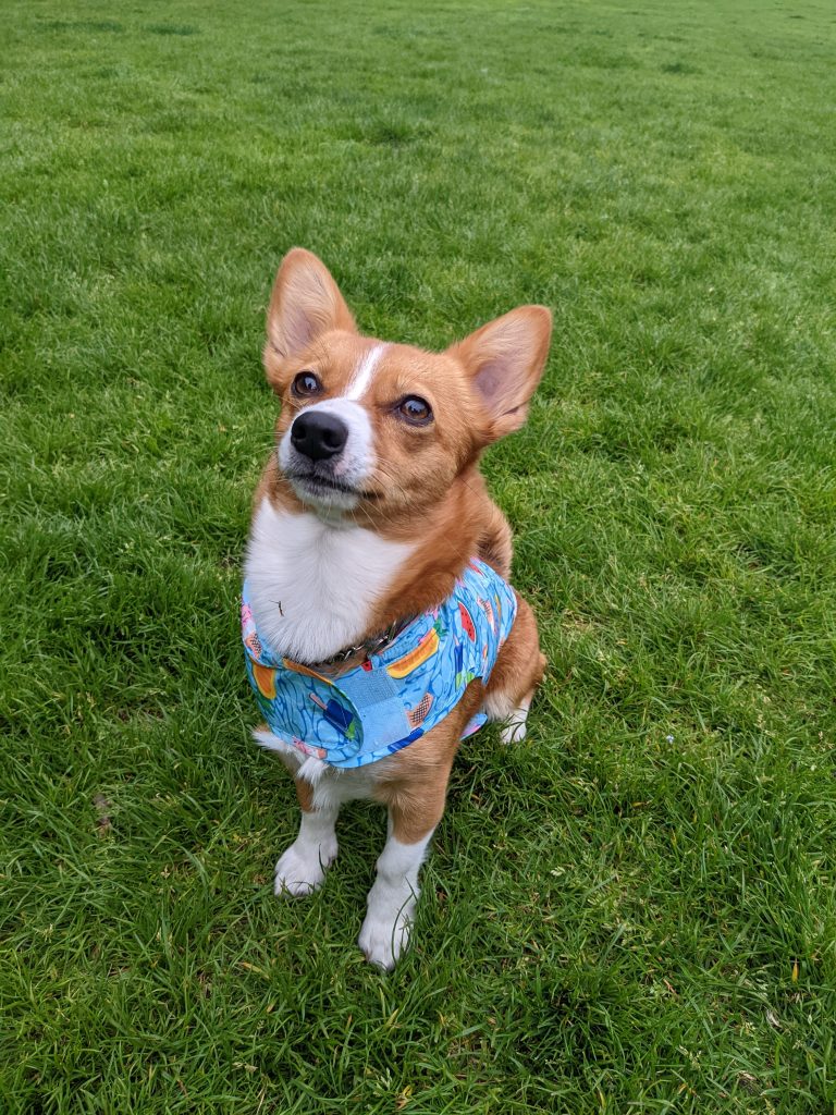 A small beige and white dog sits in a patch of grass while looking up. The dog is wearing a light-blue vest with fruits on it