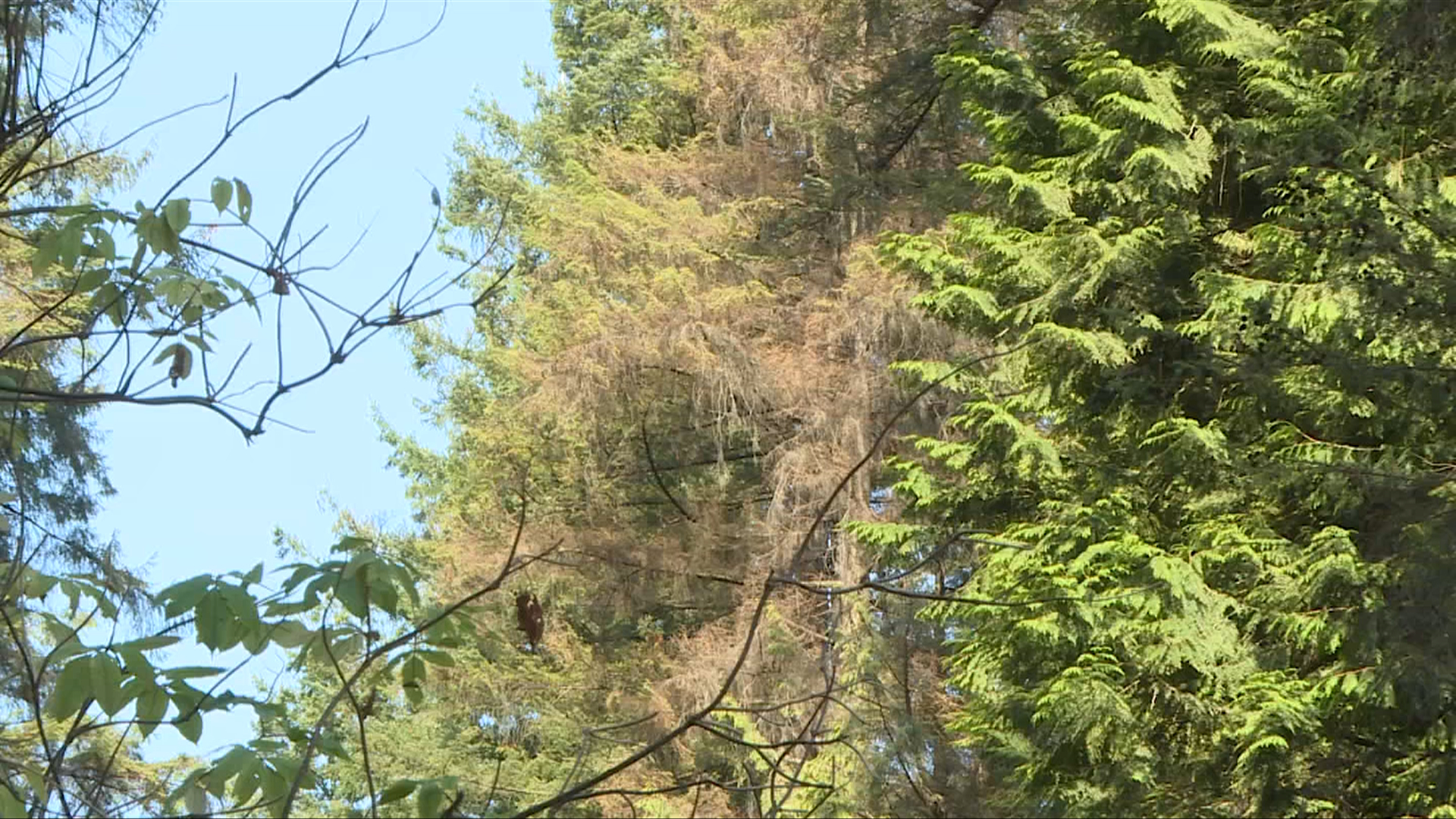 Many hemlock trees in Vancouver's Stanley Park have been killed amid a looper moth outbreak